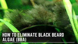 How to Eliminate Black Beard Algae - Treating Stubborn BBA
