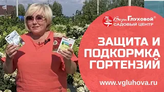 ЗАЩИТА И ПОДКОРМКА ГОРТЕНЗИЙ