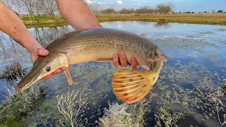 Releasing My Pet Alligator Gar into their New Pond!