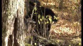 TRAPPER'S INCREDIBLE BIGFOOT FOOTAGE