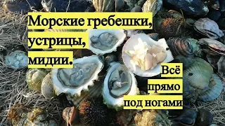 Морские гребешки, устрицы, мидии. Всё прямо под ногами / Scallops, oysters, mussels. Under your feet