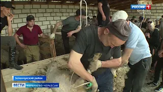 В Зеленчукском районе состоялся конкурс стригалей, организованный Минсельхозом Карачаево-Черкесии