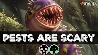 PESTS are INSANE in Strixhaven!! Witherbloom Pests Deck in Standard - MTG Arena