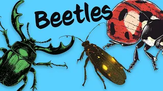 10 Beetles 🐞 Know them Love them