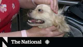 Rescuers rush to bring dogs to Canada before ban