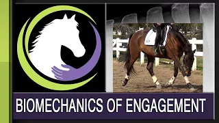 Developing Your Horse's Back: the Biomechanics of Engagement