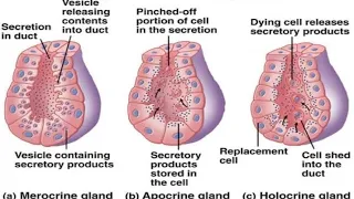 exocrine gland/apocrine glands/merocrine glands/holocrine glands Neet mds/INICET past paper