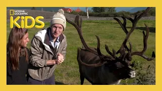 Animal Headgear 🦌 | Weird But True! | S1 E6 | Full Episode | @natgeokids