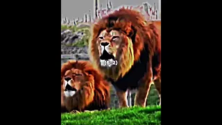 БЕРБЕРИЙСКИЙ ЛЕВ  VS БЕНГАЛЬСКИЙ ТИГР#lion #versus #tiger #лев #тигр #животные