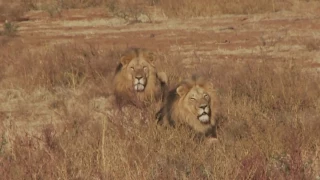 Breath Taking Lion Hunt