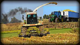 🌽KUKURYDZA NA KISZONKĘ 2022🌽 #Kiszonka