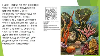 Урок біології "Колоніальні організми, перехід до багатоклітинності" Рясіков Л. В. Одеська СШ №32