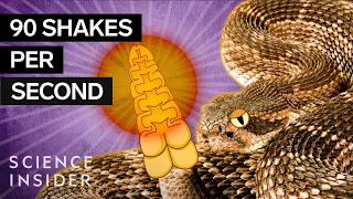 What's Inside A Rattlesnake's Tail?