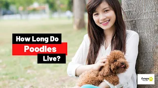 Poodle Lifespan - How Long Do Poodles Live?