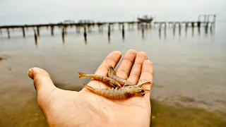 KAYAK FISHING CLEAR SALTWATER WITH LIVE SHRIMP IN URBAN CANALS!