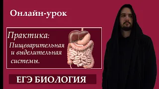 Пищеварительная и выделительная система: Задания реального ЕГЭ |ЕГЭ БИОЛОГИЯ|Freedom|