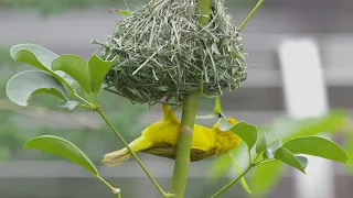 Weaver Bird Weaving A Nest | San Diego Zoo