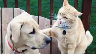 Cats vs Dogs Fighting - Funny Cats and Dogs Compilation || PETASTIC ðŸ�¾