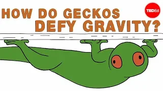 How do geckos defy gravity? - Eleanor Nelsen