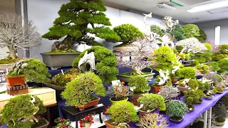 95th Kokufuten, Ueno Green Club, Bonsai Stalls