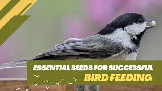 Essential Seeds For Successful Bird Feeding