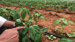 Pepper yellow leaf curl virus in capsicum