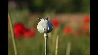 Why Opium Poppy Fields Are Rare in the US