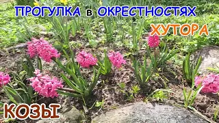 Прогулка по окрестностям хутора.Козы.