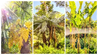 Tropical Style Garden Tour, Flowering Banana Plants & Giant Gunnera at Picton Castle