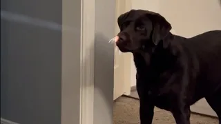 Adorable Chocolate Lab wants something 'light' for lunch || WooGlobe