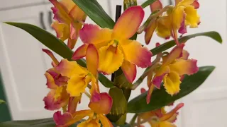 Dendrobium Nobile Orchids - February 2024