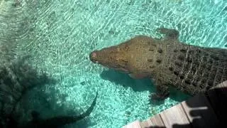 16 ft Saltwater Crocodile Jumping for Hat