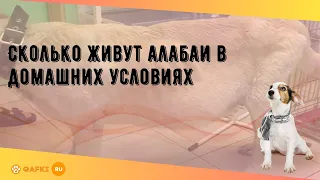 Сколько живут алабаи в домашних условиях