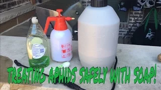 How to treat aphids - plant safe method using soap and water!