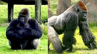 #FACTS "A gorilla in a zoo using sign language to tell visitors they can't feed him."