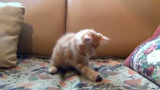 Little Kitten Playing His Toy Mouse