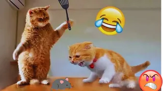 Funny Cat Videos😂😍_Funniest Animals Video 2024 - Funny cats,dogs🐱🐶 part 38