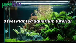 3 feet Planted tank tutorial