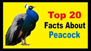 Peacock - Facts
