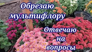 Хризантема мультифлора. Обрезка перед зимовкой. Отвечаю на ваши вопросы!