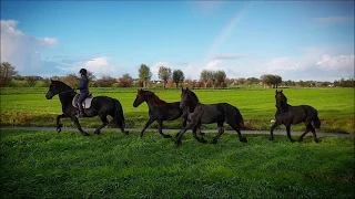 😍🏇 One of the most beautiful videos I have ever made about Friesian Horses😍