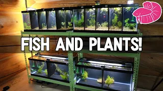 Adding Betta Fish and Plants to the NEW Tank Rack!