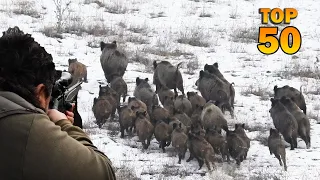 TOP 50 DOMUZ AVI EN İYİ SAHNELER - TOP 50 WILD BOAR HUNTING