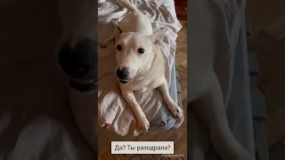 Разговорчивая собака