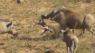 CannibaL!! Male Warthog Kill and Eat Baby Warthog