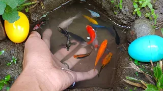 Catch ornamentalfish, koi fish, bettafish, colorfulfish  and millions of other animal