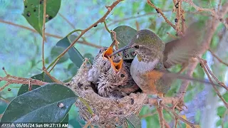 Feeding Hights - Hummingbird Chicks 17 and 18 days old. #allenshummingbirds #hummingbirdchicks #nest