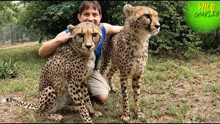 Cheetahs Purring ASMR!