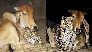 Leopard thinks cow is her mother