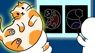 Cat manual (Cat Cartoon, Animation)